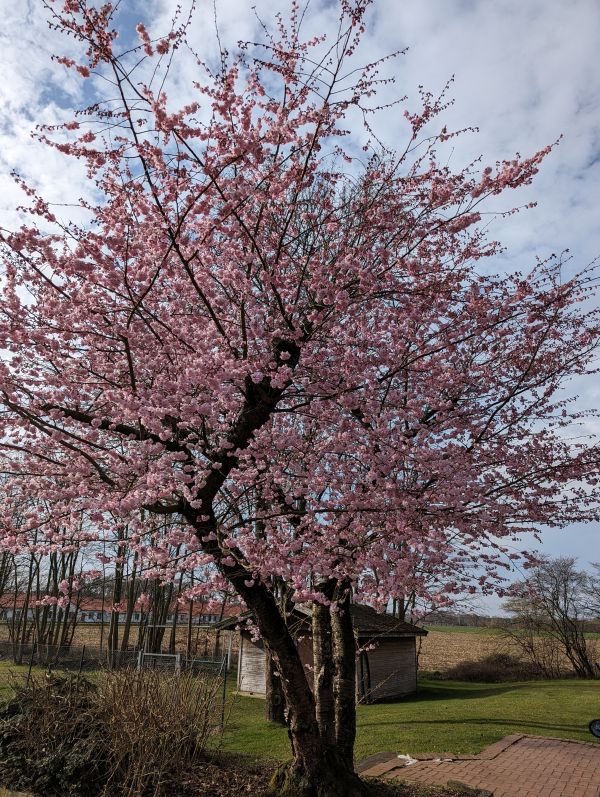 Foto rosa blühender Baum